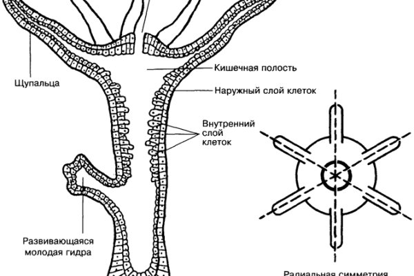 Не получается зайти на кракен